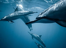 WSOP-国安，还记得亚冠“六连胜”纪录吗？